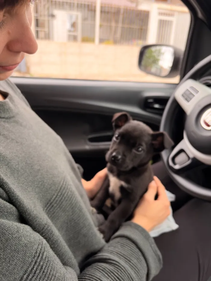 Cachorro raça SRD-ViraLata idade Abaixo de 2 meses nome Julio