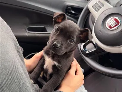 Cachorro raça SRD-ViraLata idade Abaixo de 2 meses nome Julio
