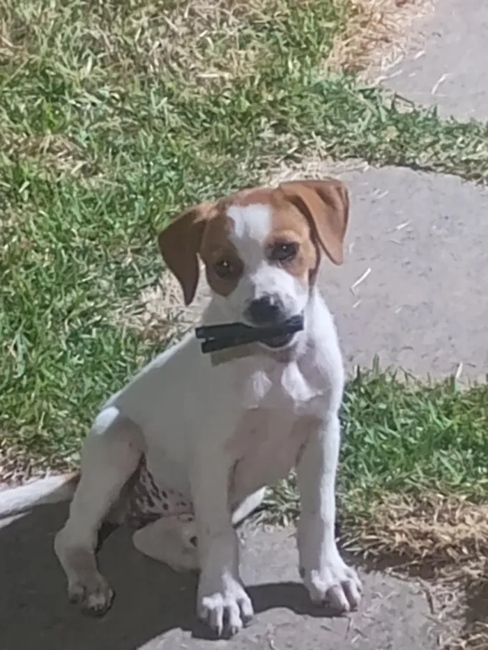 Cachorro raça SRD-ViraLata idade 2 a 6 meses nome sem nome