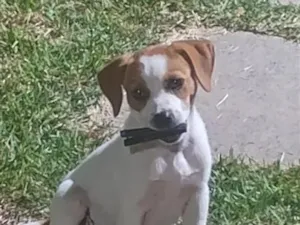 Cachorro raça SRD-ViraLata idade 2 a 6 meses nome sem nome