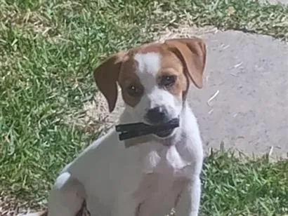 Cachorro raça SRD-ViraLata idade 2 a 6 meses nome sem nome