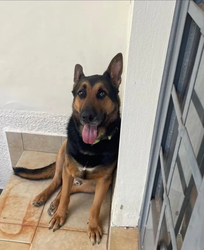 Cachorro raça Pastor Alemão idade 2 anos nome Julius