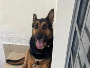 Cachorro raça Pastor Alemão idade 2 anos nome Julius