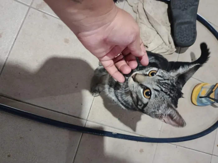 Gato raça SRD-ViraLata idade 2 a 6 meses nome Harry Cat