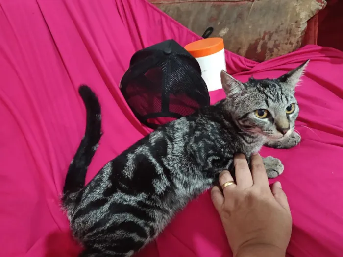 Gato raça SRD-ViraLata idade 2 a 6 meses nome Harry Cat