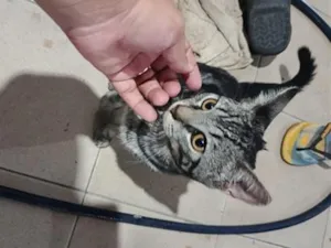 Gato raça SRD-ViraLata idade 2 a 6 meses nome Harry Cat
