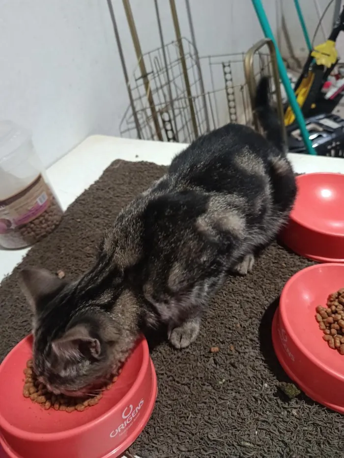 Gato raça SRD-ViraLata idade 2 anos nome Chitara