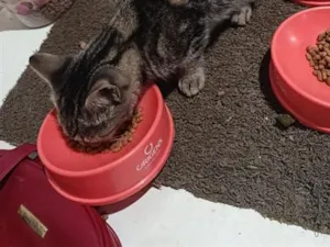 Gato raça SRD-ViraLata idade 2 anos nome Chitara