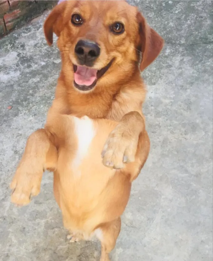 Cachorro raça SRD-ViraLata idade 6 ou mais anos nome Marley