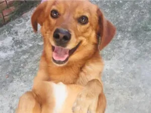 Cachorro raça SRD-ViraLata idade 6 ou mais anos nome Marley