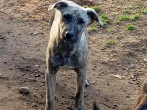 Cachorro raça Labrador idade 2 a 6 meses nome Malhado