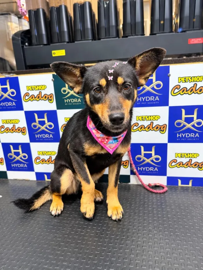 Cachorro raça SRD-ViraLata idade 1 ano nome Lobinha