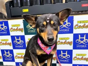 Cachorro raça SRD-ViraLata idade 1 ano nome Lobinha