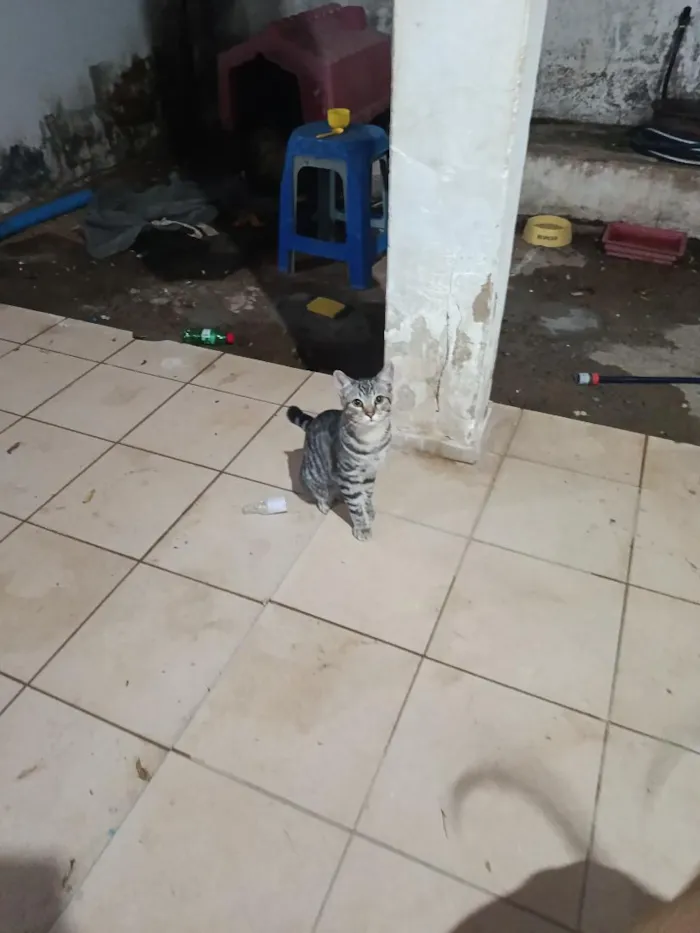 Gato raça SRD-ViraLata idade 2 a 6 meses nome Amendoim 