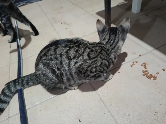 Gato raça SRD-ViraLata idade 2 a 6 meses nome Amendoim 