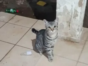 Gato raça SRD-ViraLata idade 2 a 6 meses nome Amendoim 