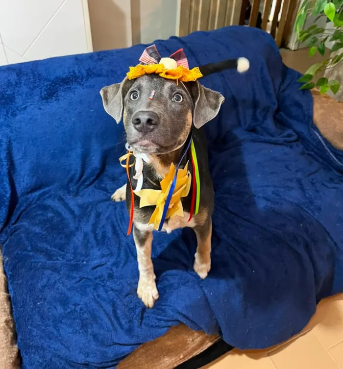 Cachorro raça SRD-ViraLata idade 7 a 11 meses nome serena