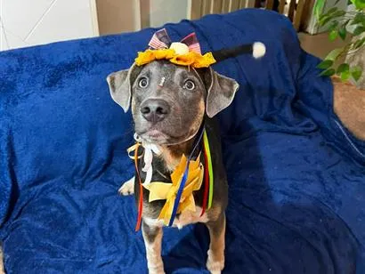 Cachorro raça SRD-ViraLata idade 7 a 11 meses nome serena