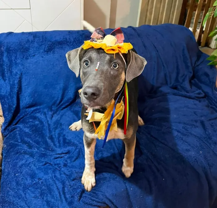 Cachorro raça SRD-ViraLata idade 7 a 11 meses nome serena