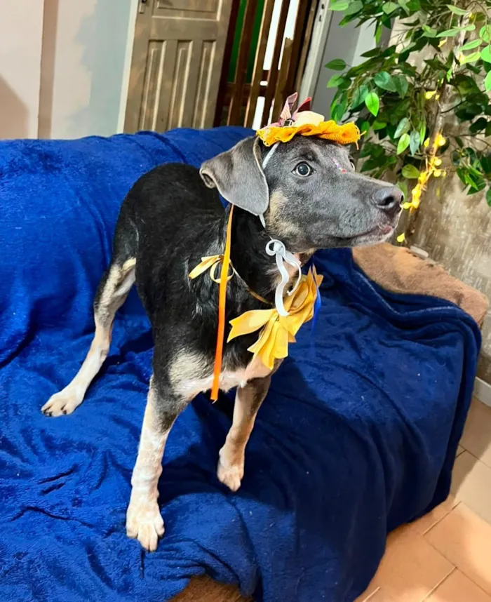 Cachorro raça SRD-ViraLata idade 7 a 11 meses nome serena