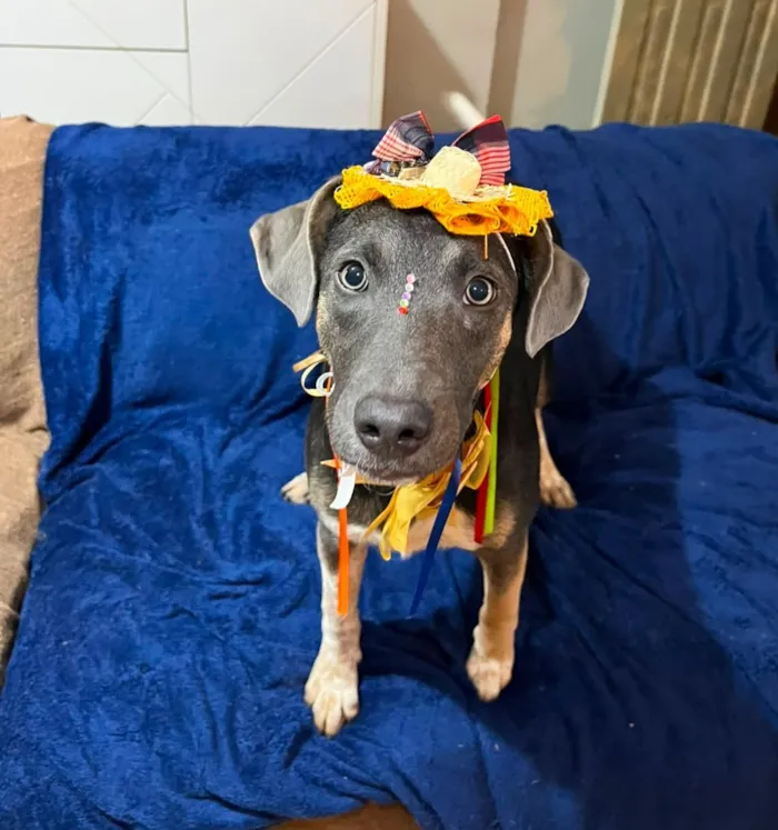Cachorro raça SRD-ViraLata idade 7 a 11 meses nome serena