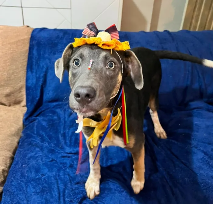 Cachorro raça SRD-ViraLata idade 7 a 11 meses nome serena