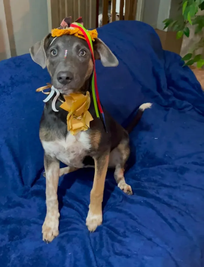 Cachorro raça SRD-ViraLata idade 7 a 11 meses nome serena
