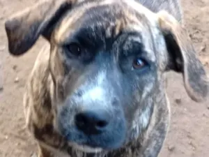 Cachorro raça Labrador idade 2 a 6 meses nome Pequenininha