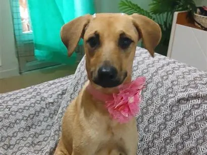 Cachorro raça SRD-ViraLata idade 1 ano nome sofia