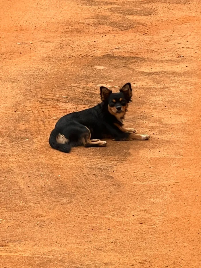 Cachorro raça SRD-ViraLata idade 2 anos nome Apólo