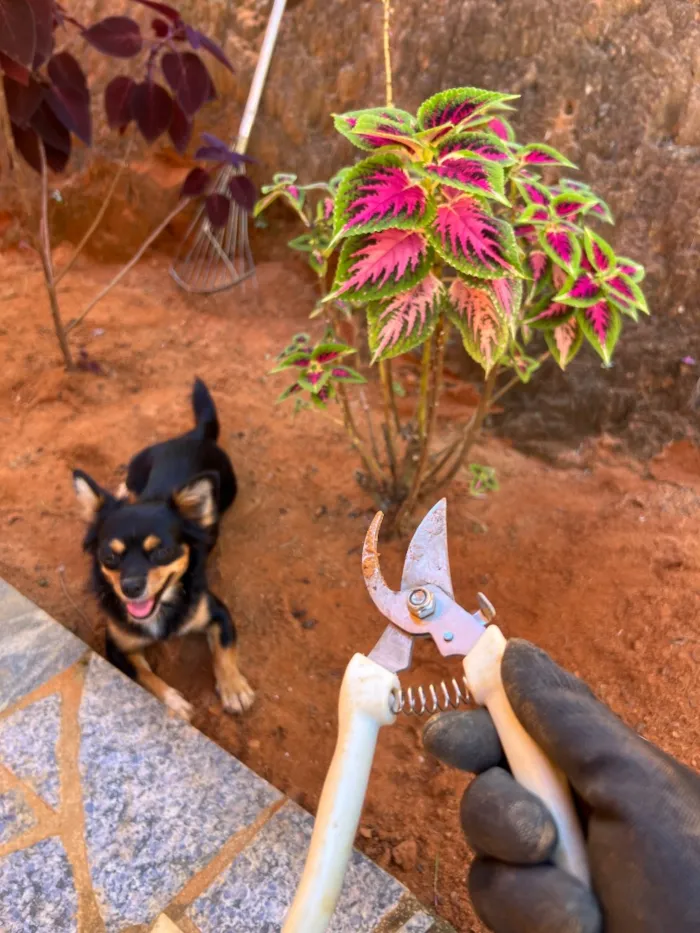 Cachorro raça SRD-ViraLata idade 2 anos nome Apólo