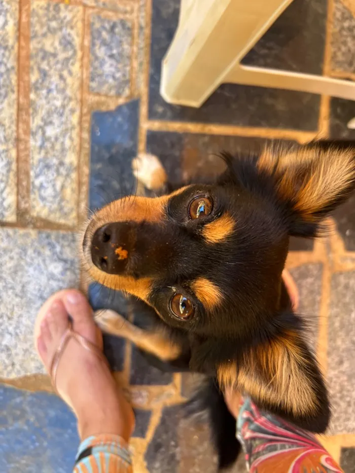 Cachorro raça SRD-ViraLata idade 2 anos nome Apólo