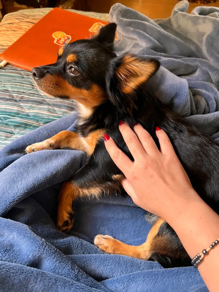 Cachorro raça SRD-ViraLata idade 2 anos nome Apólo