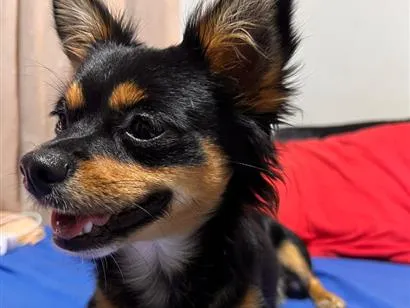 Cachorro raça SRD-ViraLata idade 2 anos nome Apólo