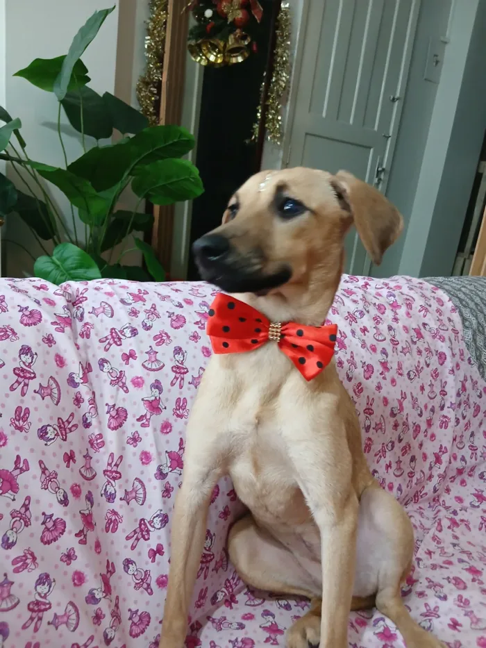 Cachorro raça SRD-ViraLata idade 1 ano nome sofia