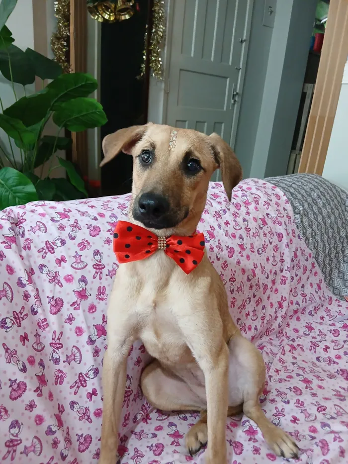 Cachorro raça SRD-ViraLata idade 1 ano nome sofia