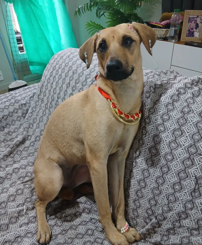 Cachorro raça SRD-ViraLata idade 1 ano nome sofia