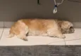 Oliver 