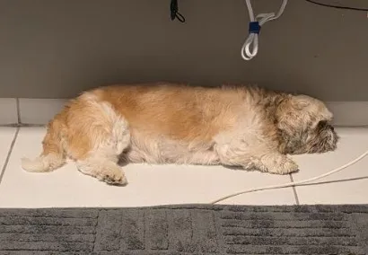 Cachorro raça Shitzu idade 6 ou mais anos nome Oliver 
