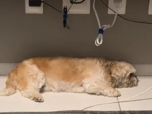 Cachorro raça Shitzu idade 6 ou mais anos nome Oliver 