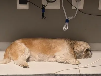 Cachorro raça Shitzu idade 6 ou mais anos nome Oliver 