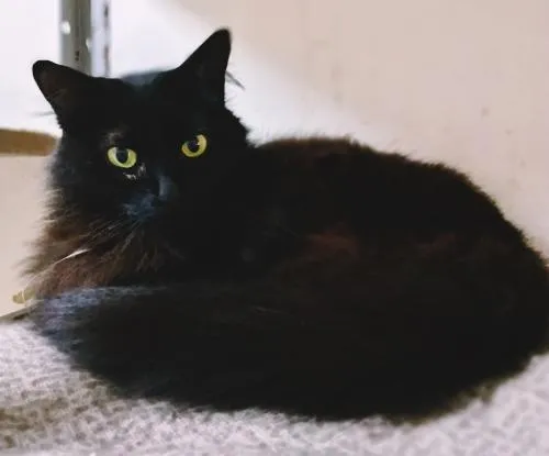 Gato raça SRD-ViraLata idade 2 anos nome GLENDA BLACK