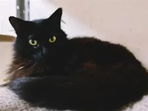 Gato raça SRD-ViraLata idade 2 anos nome GLENDA BLACK