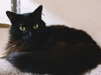Gato raça SRD-ViraLata idade 2 anos nome GLENDA BLACK