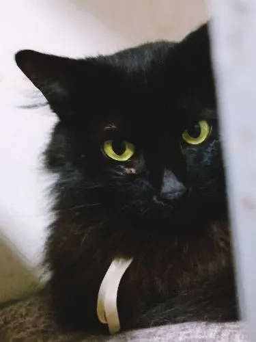 Gato raça SRD-ViraLata idade 2 anos nome GLENDA BLACK