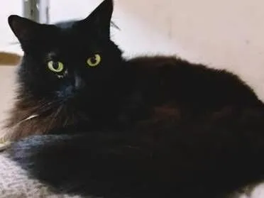 Gato raça SRD-ViraLata idade 2 anos nome GLENDA BLACK
