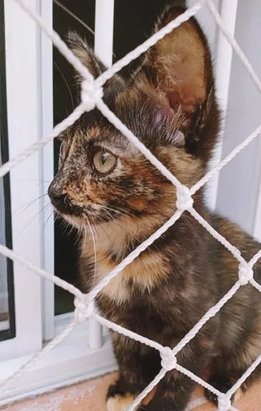 Gato raça SRD-ViraLata idade 2 a 6 meses nome LÚCIA ESCAMINHA