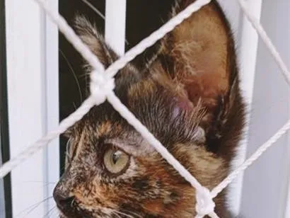 Gato raça SRD-ViraLata idade 2 a 6 meses nome LÚCIO TED