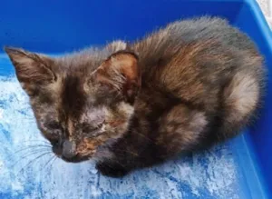 Gato raça SRD-ViraLata idade 2 a 6 meses nome LÚCIA ESCAMINHA
