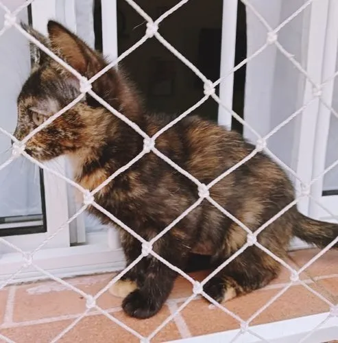 Gato raça SRD-ViraLata idade 2 a 6 meses nome LÚCIA ESCAMINHA